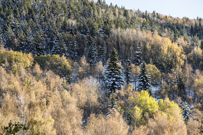 High angle view of pine trees in forest during winter