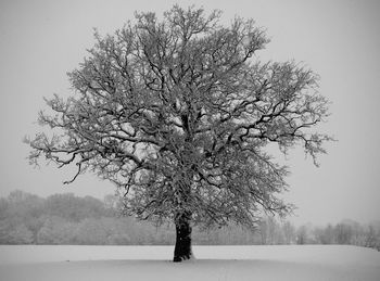 Bare tree against clear sky during winter