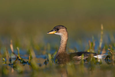 Close-up of duck swimming in lake