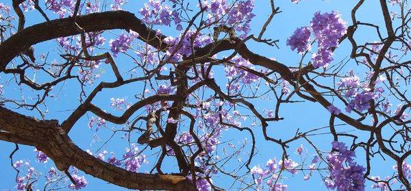 Low angle view of flower tree against clear sky