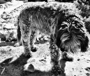 Close-up of dog on field