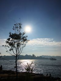 Sun shining through trees