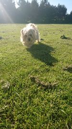 Small dog in a field