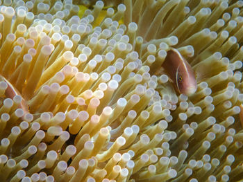 Close-up of fish swimming in sea