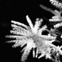 Close-up of plants against blurred background