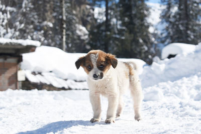 Portrait of dog on snow covered land