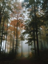 Trees in forest against sky