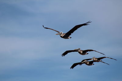 Low angle view of seagulls flying