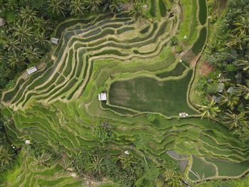 High angle view of agricultural field