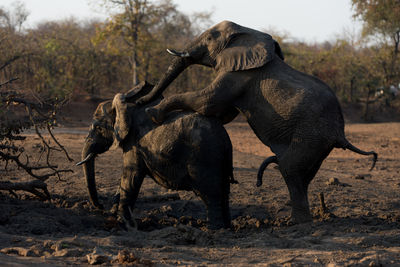 Elephant in a field