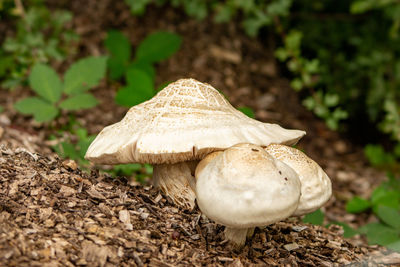 Close-up of mushroom growing on field