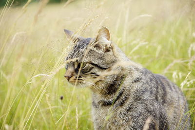 Close-up of a cat