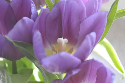 Close-up of purple crocus flowers