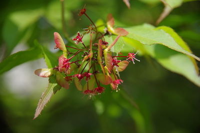 Close-up of red flowers