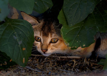 Close-up portrait of a cat