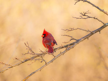 Close-up of cardinal perching on branch