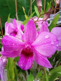 Close-up of pink flowers blooming outdoors