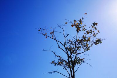 Low angle view of tree against clear blue sky