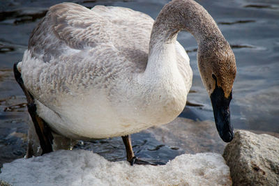 Close-up of swan on rock in water