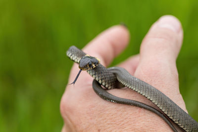 Cropped hand holding snake