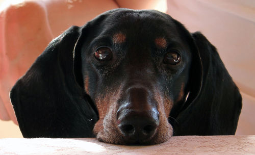 Close-up portrait of dog