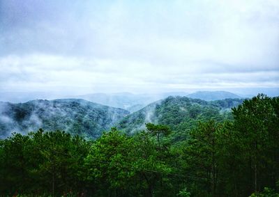 Scenic view of forest against sky