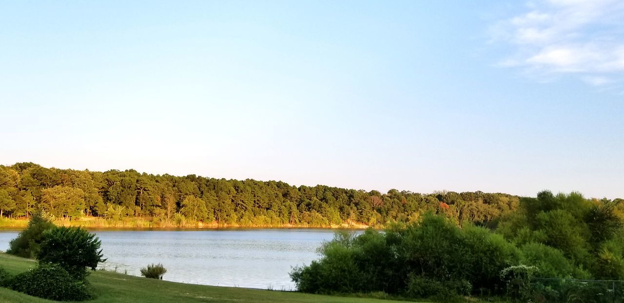 plant, sky, tree, water, beauty in nature, tranquility, tranquil scene, nature, scenics - nature, copy space, growth, no people, day, lake, environment, green color, clear sky, landscape, land, outdoors