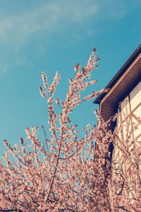 Low angle view of tree against sky