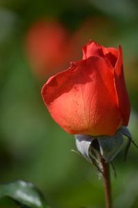 Close-up of red rose