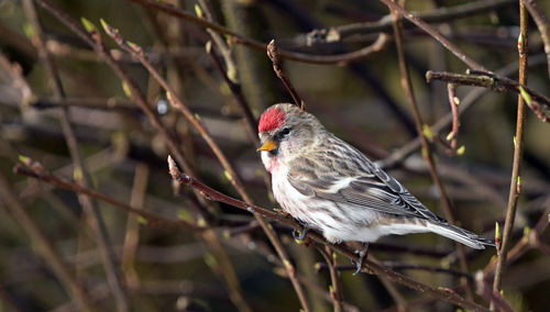 Close-up of bird perching on branch