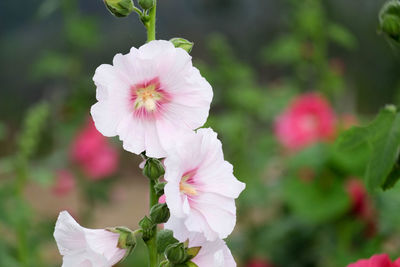 Close-up of pink flower blooming outdoors