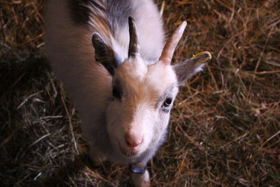 Young goat looking at camera