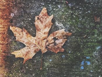 Close-up of maple leaves