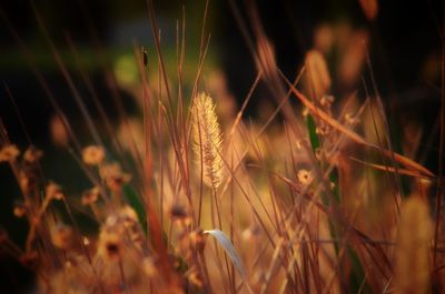 Close-up of stalks in field