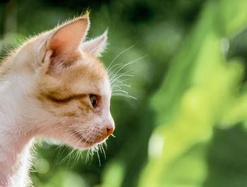 Close-up of cat outdoors