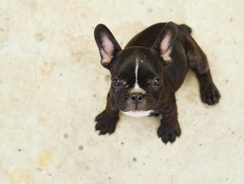 High angle portrait of dog on floor