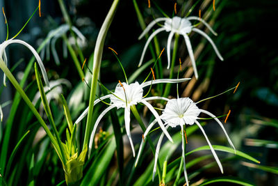 Close-up of white flowers blooming outdoors