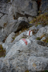 View of insect on rock