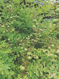 Close-up of fruits growing on plant