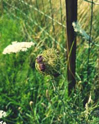 Close-up of an insect on thistle