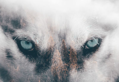 Close-up portrait of a dog