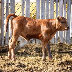 Side view of cow standing on field