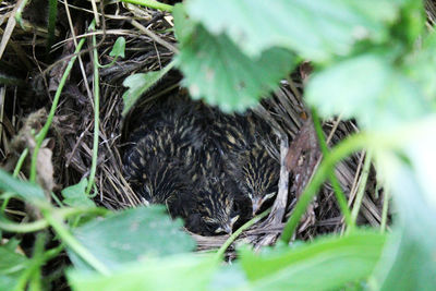 Birds in nest