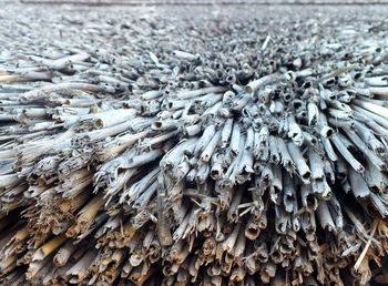 Stack of firewood