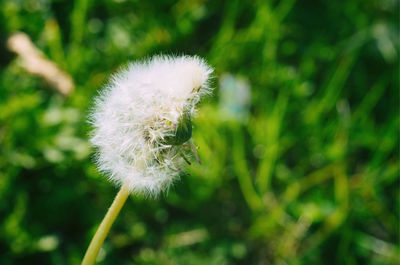 Close-up of dandelion flower