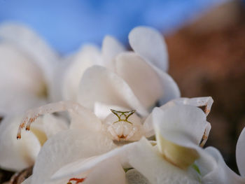 Close-up of white flowering plant