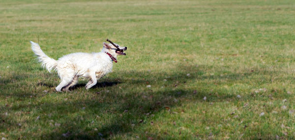 Side view of a dog running on field