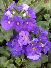 Close-up of purple flowers blooming outdoors