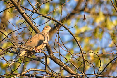 Low angle view of bird perching on tree against sky