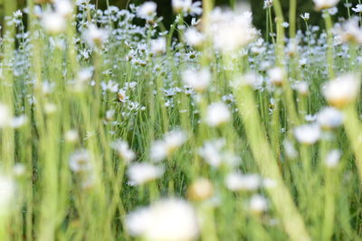 Close-up of flowers growing in field